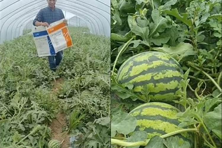西瓜膨果期用什么肥料