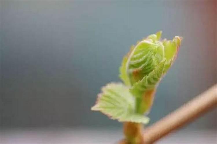 葡萄开花前施什么肥料