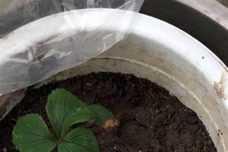 草莓各个时期的施肥方案 草莓施肥时间和方法