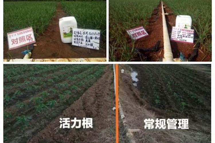 磷酸二氢钾灌根好还是喷施好