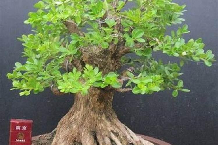 茶麸能杀虫吗