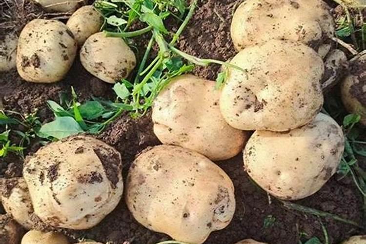 如何施肥让土豆果实快速膨大(土豆膨大期施用什么肥料)