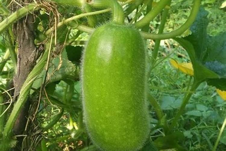 种冬瓜用什么肥料最好