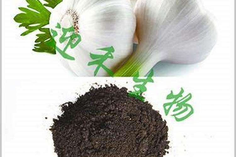 种植大蒜用什么肥料好
