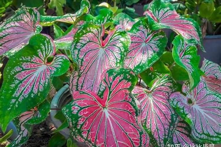 魔芋中后期管理技术技巧 魔芋养殖方法总结