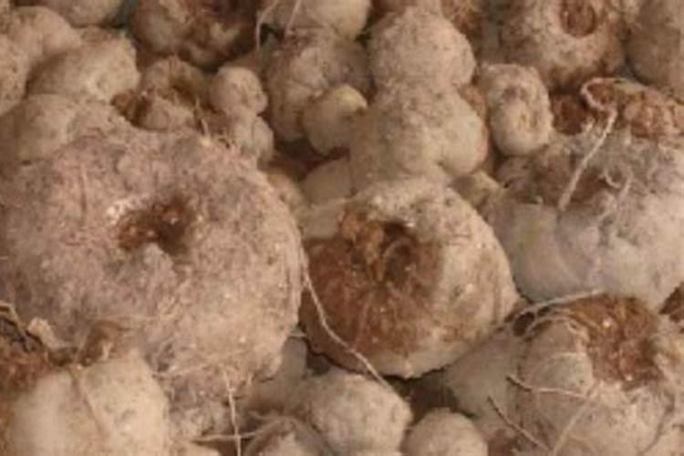 种魔芋用什么肥料最好