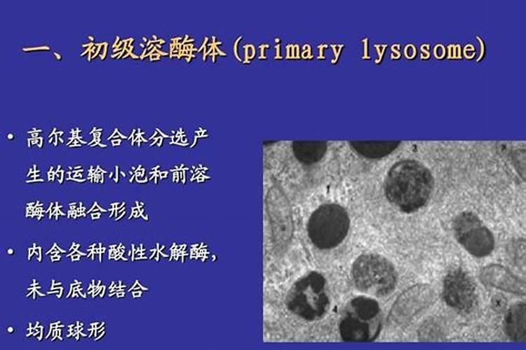 杀灭/根除竹子用什么方法？
