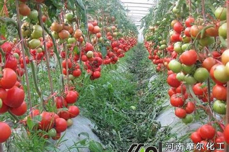焦糖凝固在碗里了怎么办 焦糖凝固在碗里了怎么解决