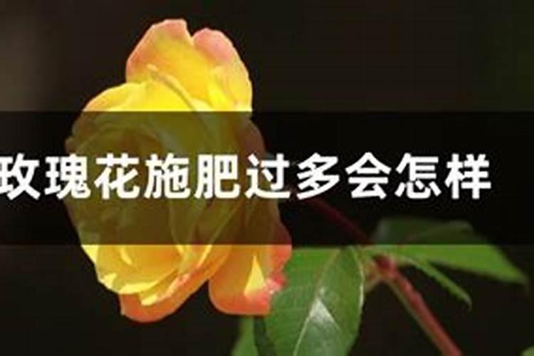 钾肥是什么