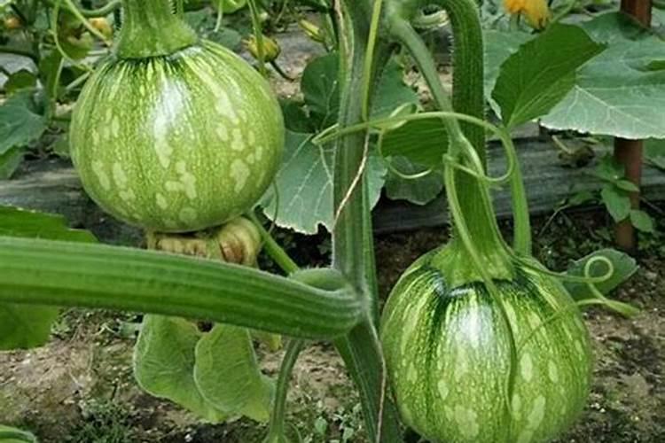 长寿花8月怎么施肥
