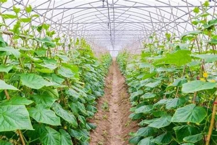 种植苦瓜和茄子下底肥是硝酸钾好还是硫酸钾好