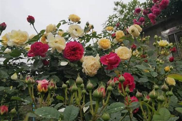 月季花施肥需要注意什么