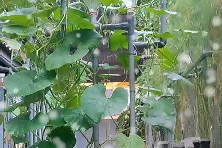 车内养什么植物不会死