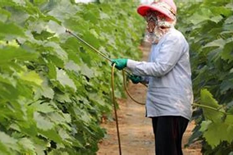 兰花适合用什么肥料