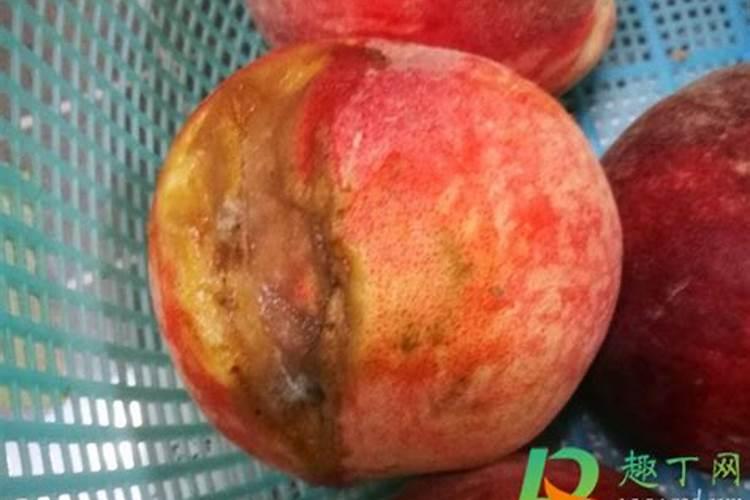 植物施肥多久吸收 植物施肥后多久吸收养分？