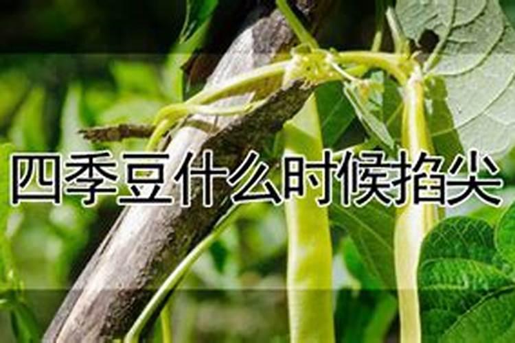 四季豆用什么肥料最好