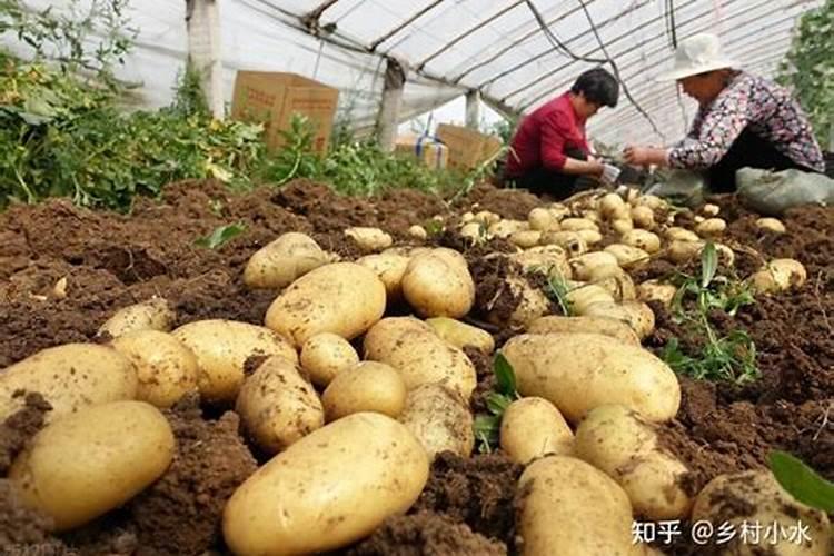 炭疽病用什么杀菌剂最好