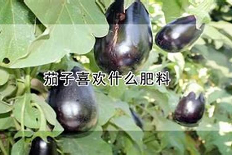 茄子喜欢什么肥料？
