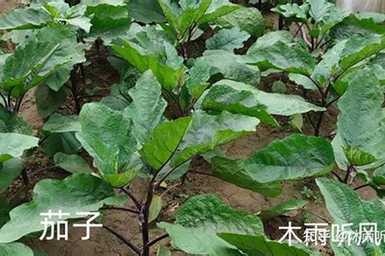 茄子适合哪些肥料？种植户注意了