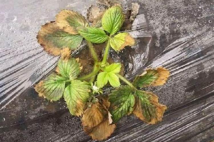 矾肥水能浇兰花吗？
