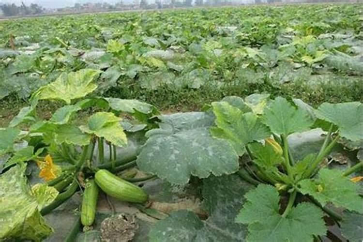 苹果树用什么肥料好