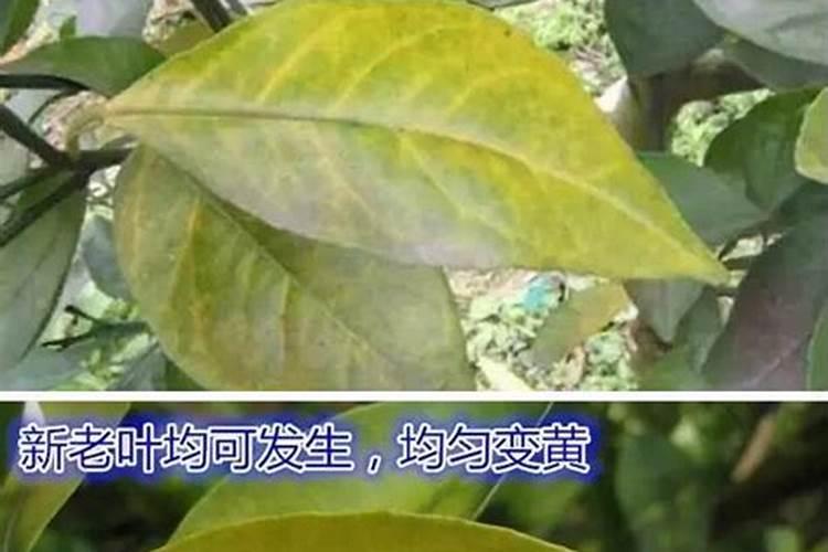 柑橘缺硼图片