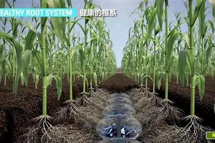 花卉缺肥的几种表现 会有什么现象