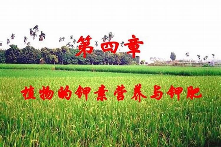 盆景催芽用什么