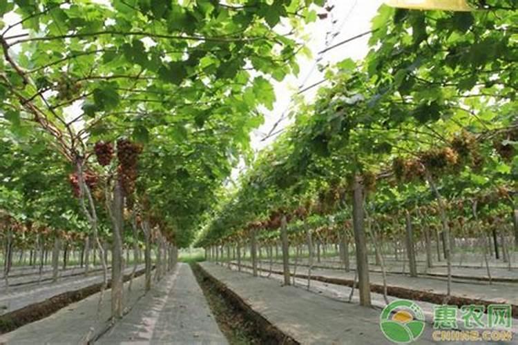 磷肥是农作物的重要肥料之一,怎么施用磷肥才可以提高养分利用率？