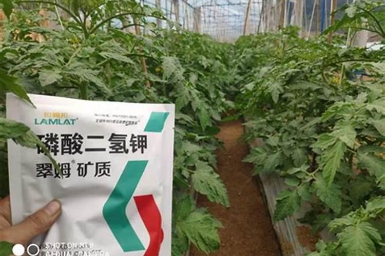 无土栽培营养液配方