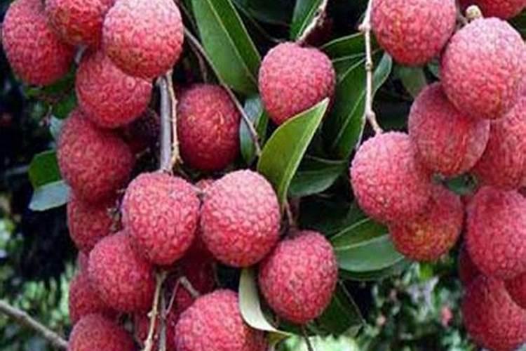 天脊16620硝酸钾水溶肥的批发价格是多少？