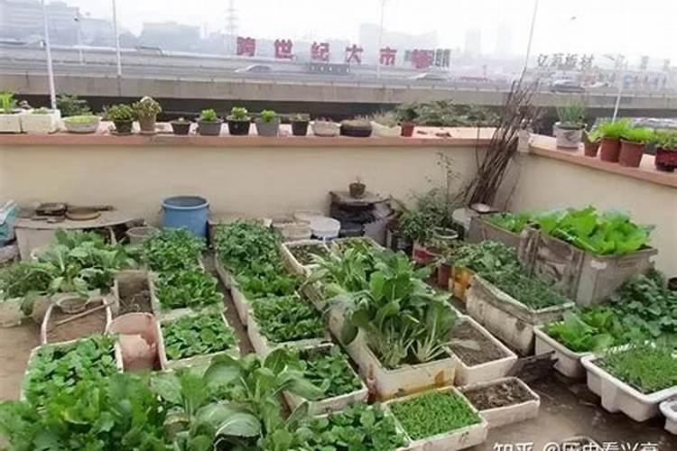 紫玉兰树苗种植的注意事项 紫玉兰树苗种植的注意事项是什么百度...