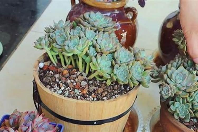 我家橄榄树种了近10年,为何年年都是开花不结果？