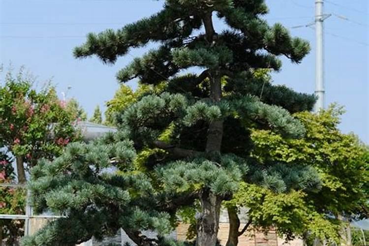 黄瓜打什么叶面肥黑绿