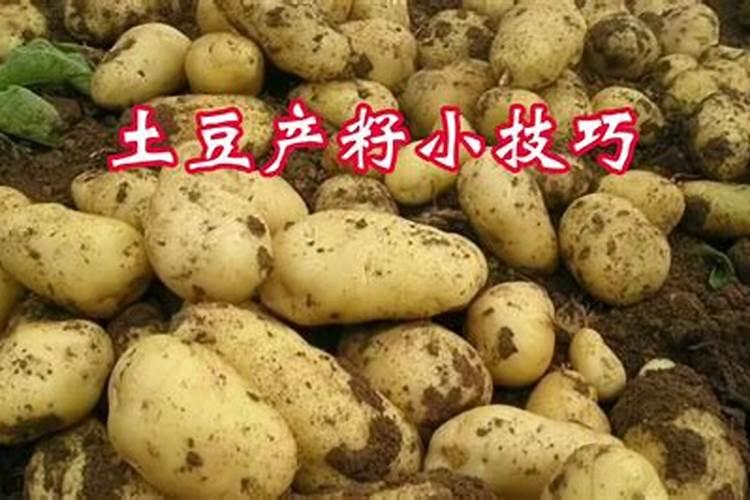 土豆开花后施什么肥料能提高产量