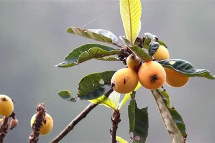 幸福树开花结果后的果实叫什么？