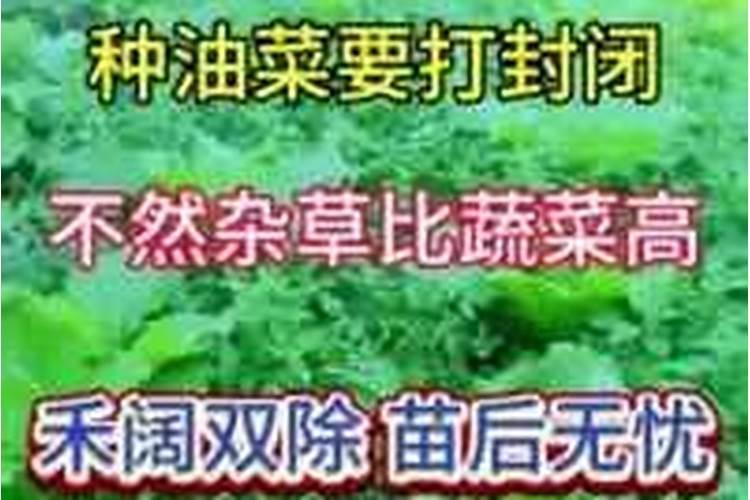 种油菜用什么肥最好