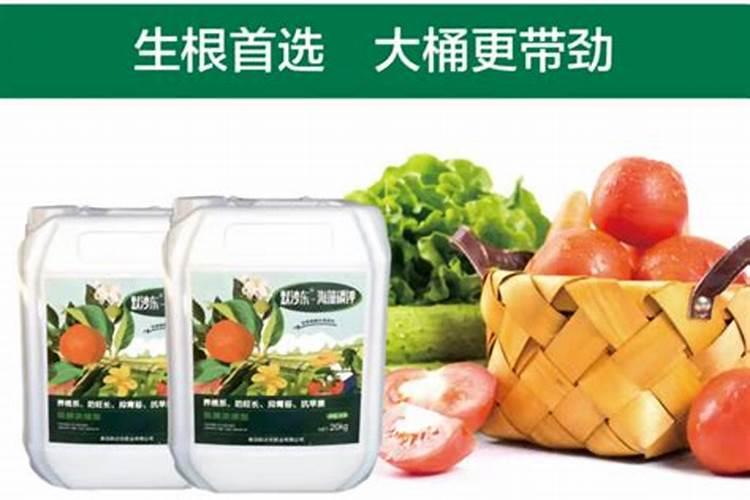 冲施海藻精生根需要几天