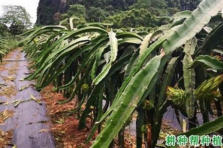 桃子为了增加甜度,施什么肥？