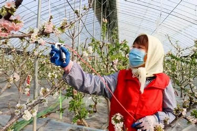 辣椒正确使用磷酸二氢钾