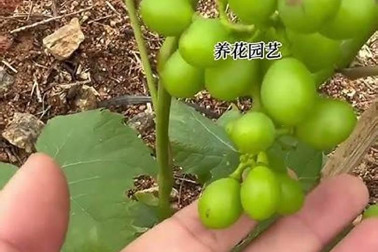 硝酸磷肥在葡萄上的作用