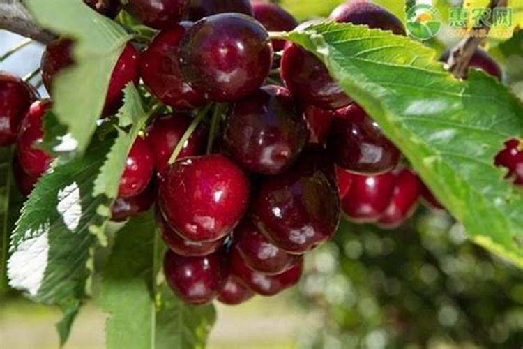 樱桃种植喷施哪种肥料效果好？樱桃什么时候用肥有助于生长？