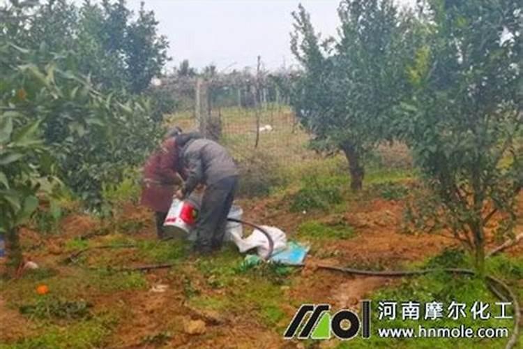 芋头叶子发黄枯萎 怎么回事 夏天芋头叶子枯萎怎么处理