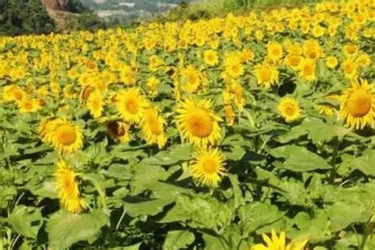 小麦杨花期能打农药吗