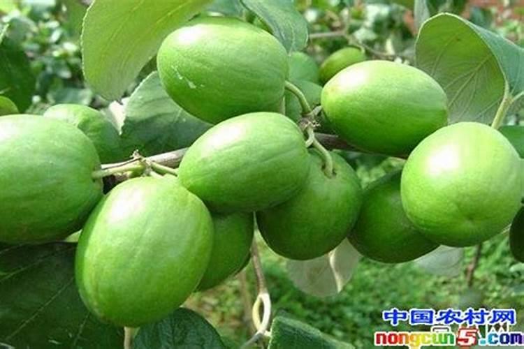怎样提高硫肥的施用效果
