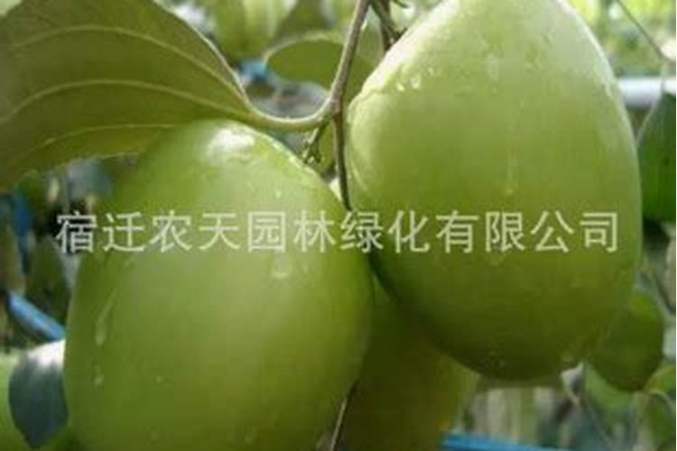 台湾大青枣蜜枣王适合在山东种植吗？