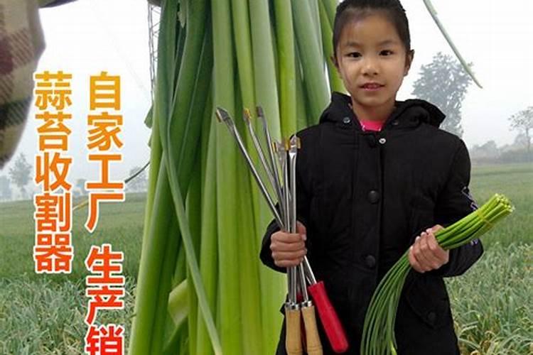 大蒜抽苔期追肥追什么化肥