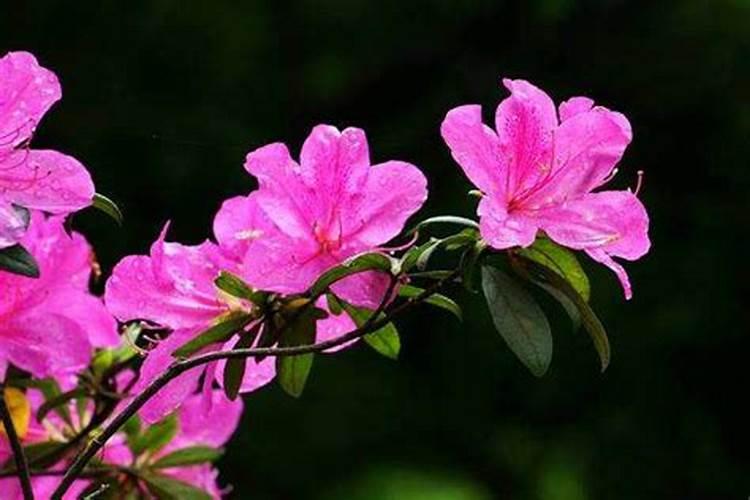 杜鹃花怎么施肥