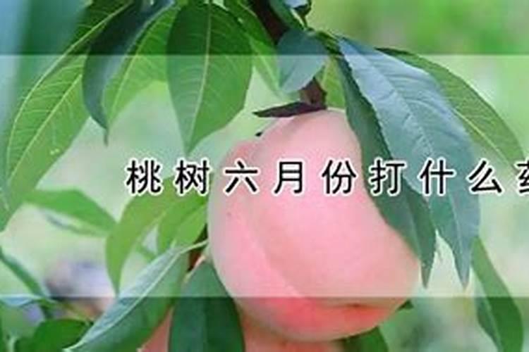 大樱桃什么时期用硼肥和磷酸二氢钾？请问大樱桃树什么时候打磷酸二氢钾...