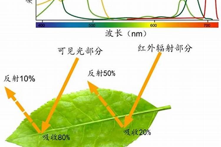 植物叶面吸收肥料,能增加产量吗。